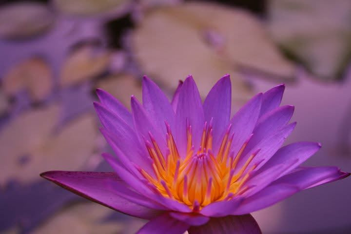 Why the Lotus